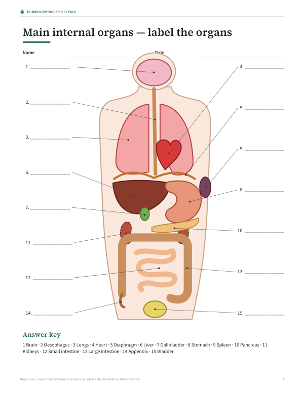 Preview of Printable Body Organs Diagram